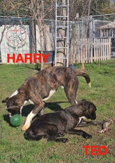 herry e teo boxer di 4 ed 8 mesi in adozione Foto 6